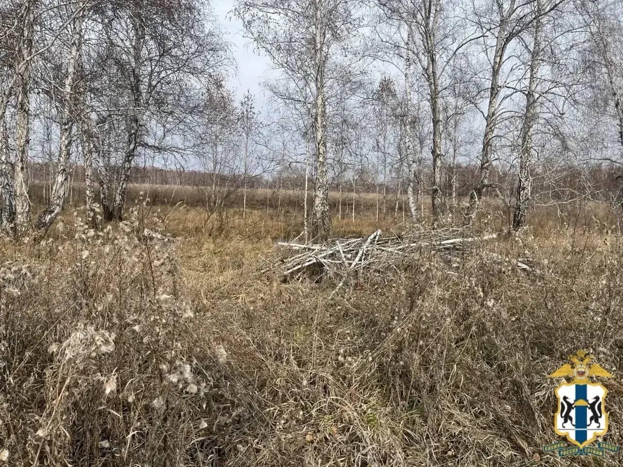 Жителей Ордынского района обвиняют в незаконной рубке леса