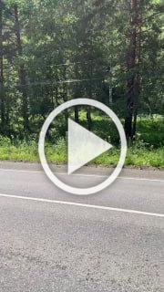 Со вчерашнего дня жители Черёмушек разыскивают хозяев...