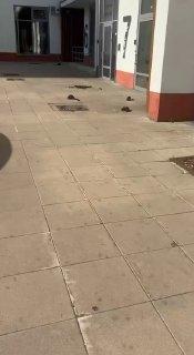 Наследницы бутовских коз захватили район в Новой Москве