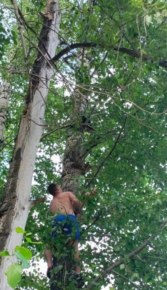 Котёнка сняли с дерева: в Нижней Пойме пожарные провели необычную...