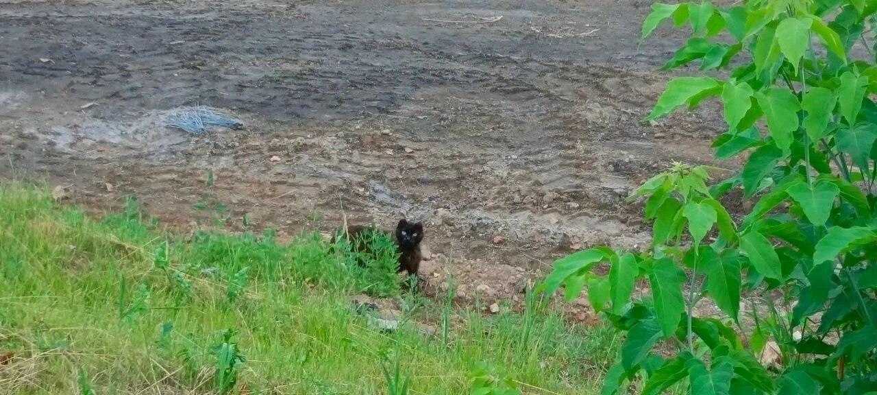 Котёнка сняли с дерева: в Нижней Пойме пожарные провели необычную...