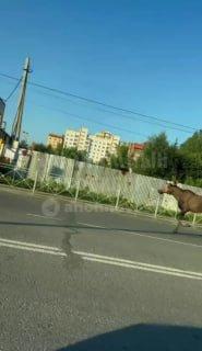 Дикий лось выбежал на дорогу в Первомайском районе