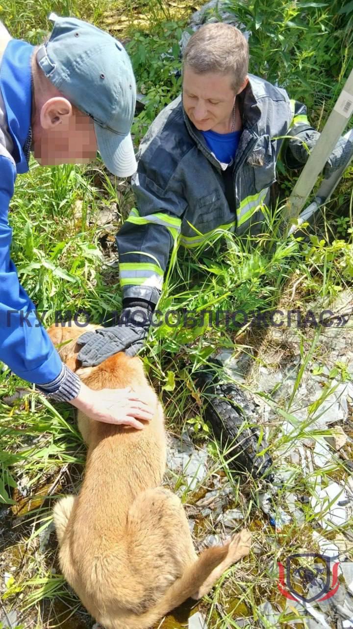 В Можайском округе спасатели достали собаку из старого глубокого колодца...