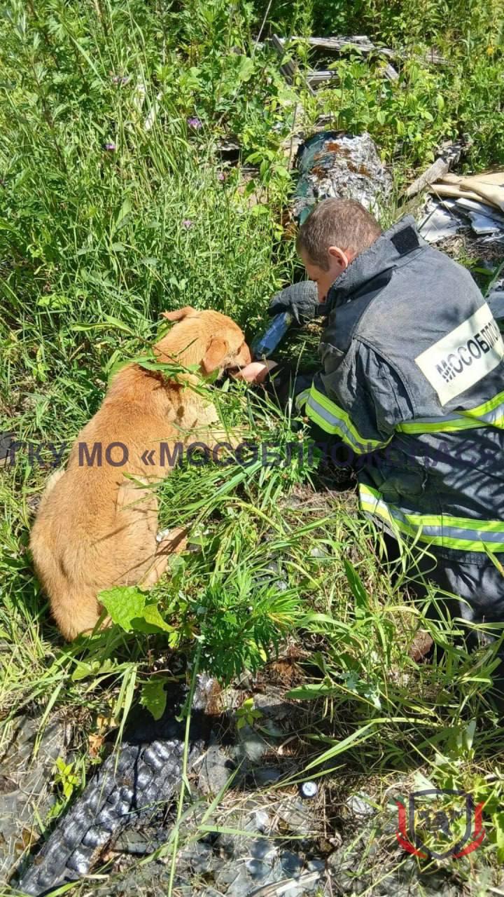 В Можайском округе спасатели достали собаку из старого глубокого колодца...