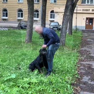 Ротвейлер без намордника напал на пятилетнюю девочку у детской площадки в Петербурге