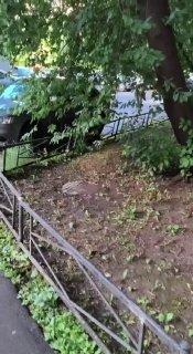 Утром у дома №3, корпус 2 на проспекте Авиаконструкторов, рядом с детским...