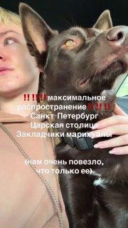 Собака съела закладку в центре Питера — СМИ.