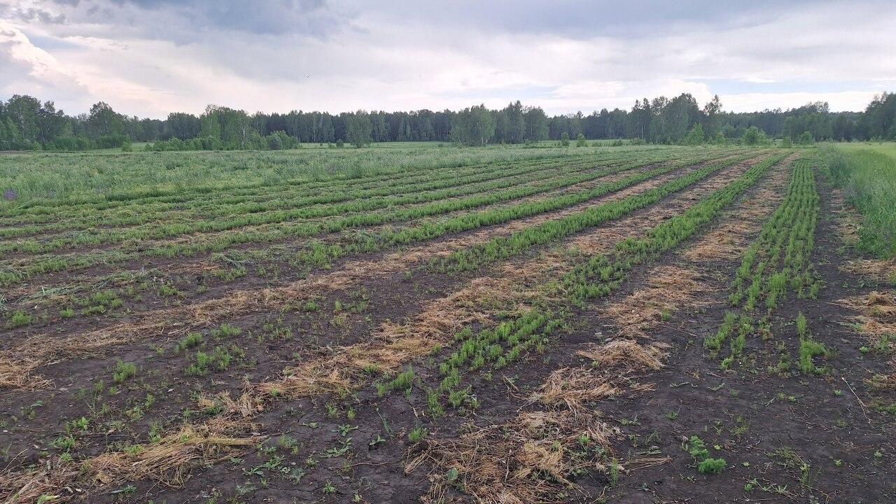 Школьники вышли на прополку лесного питомника Сегодня участники школьного...