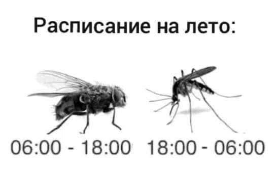 «Комариная буря» обрушится на Москву в конце июля, — экологи.