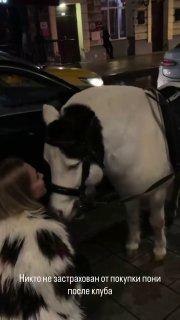 Девушка в Москве выкупила пони, которого использовали для катания у ночного...