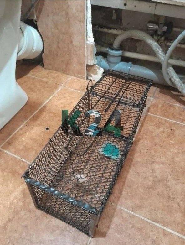 Крысы вылезают из унитазов: жильцы красноярской многоэтажки полгода воюют с...