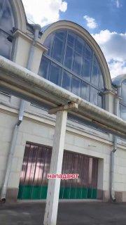 Агрессивные чайки атакуют жителей Москвы и Подмосковья: за 20 лет их...