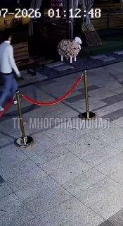 В Тюмени абу-бандит украл овцу из местного кафе В ночь на 9 июля неизвестный...