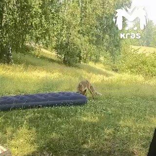 Собираясь на отдых с палатками, будьте готовы встретить четвероногих...