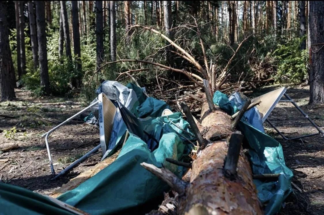Упавшее дерево насмерть задавило ребенка в Тверской области