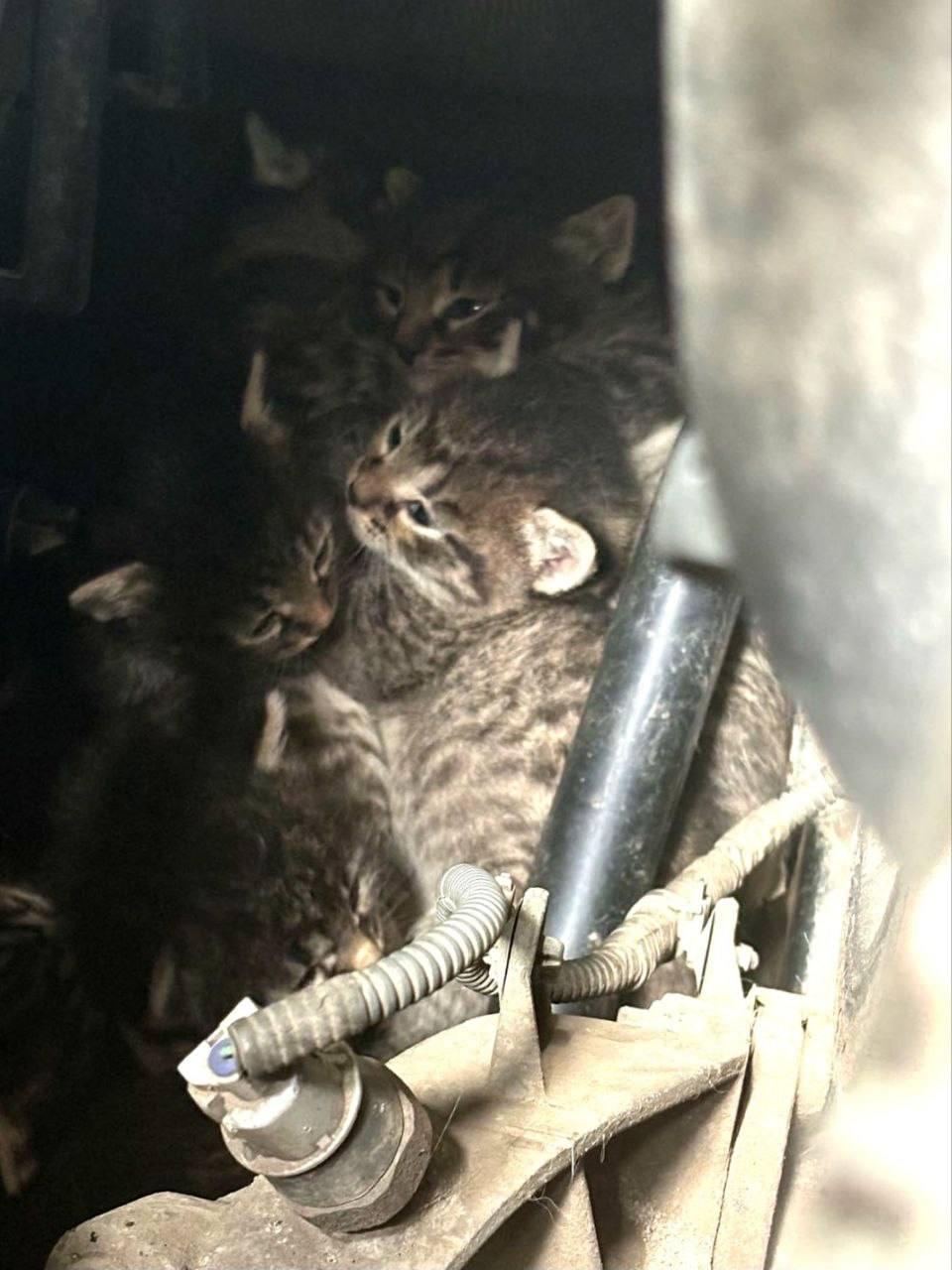 В Балашихе мама-кошка спрятала всех своих котят под машину. К счастью, это...