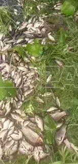 На Урале на рыбалку идут с лопатами: после наводнения в лугах и лесах остались лежать горы рыбы