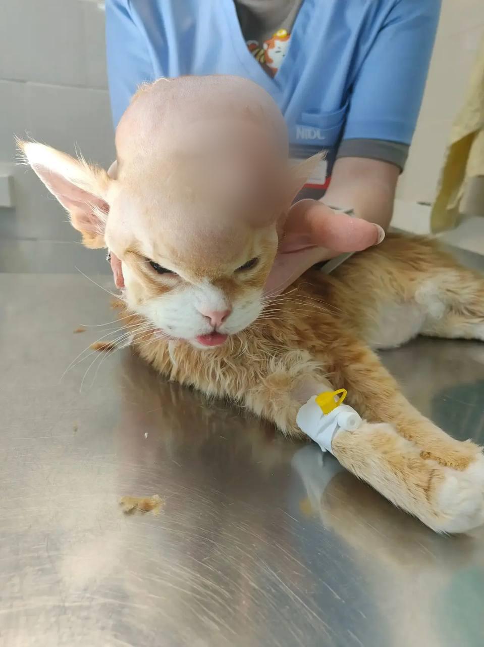 Ветеринары из Подольска сотворили чудо и спасли 16-летнего кота 🙏