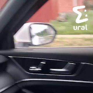 В Карпинске по улицам разгуливают эму и медведь