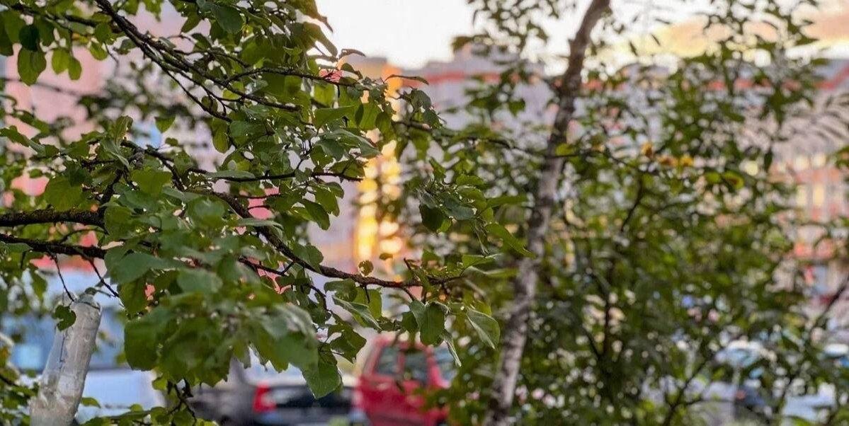 В Трубчевске суд взыскал с учебного центра ДОСААФ 166 800 рублей за упавшее на автомобиль дерево