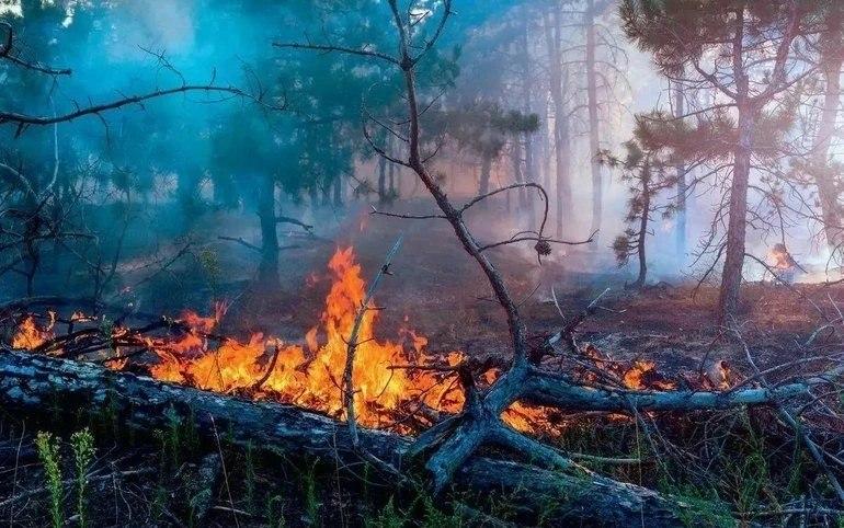 9 лесных пожаров произошло в Хакасии с начала года. Из них 4 – по вине...