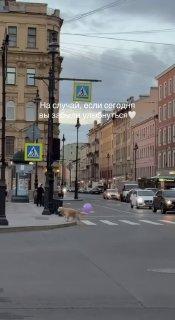 Самая счастливая собака Петербурга попала на видео
