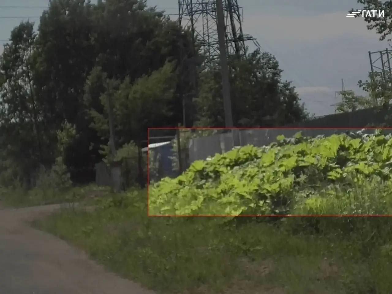 Нейросеть выявила в Петербурге 60 очагов борщевика. Чаще всего сорняк...