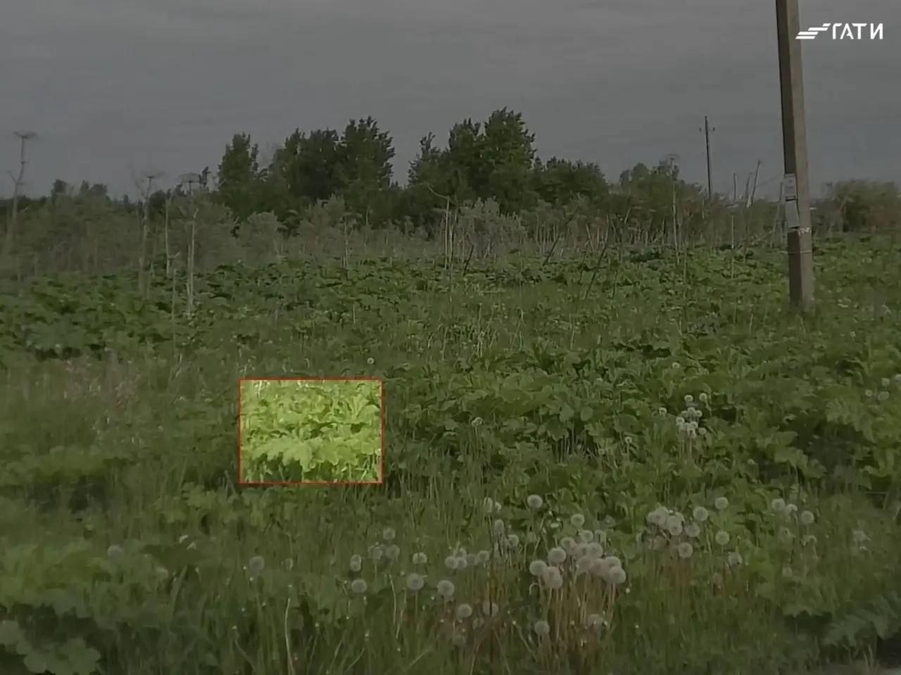 Нейросеть выявила в Петербурге 60 очагов борщевика. Чаще всего сорняк...