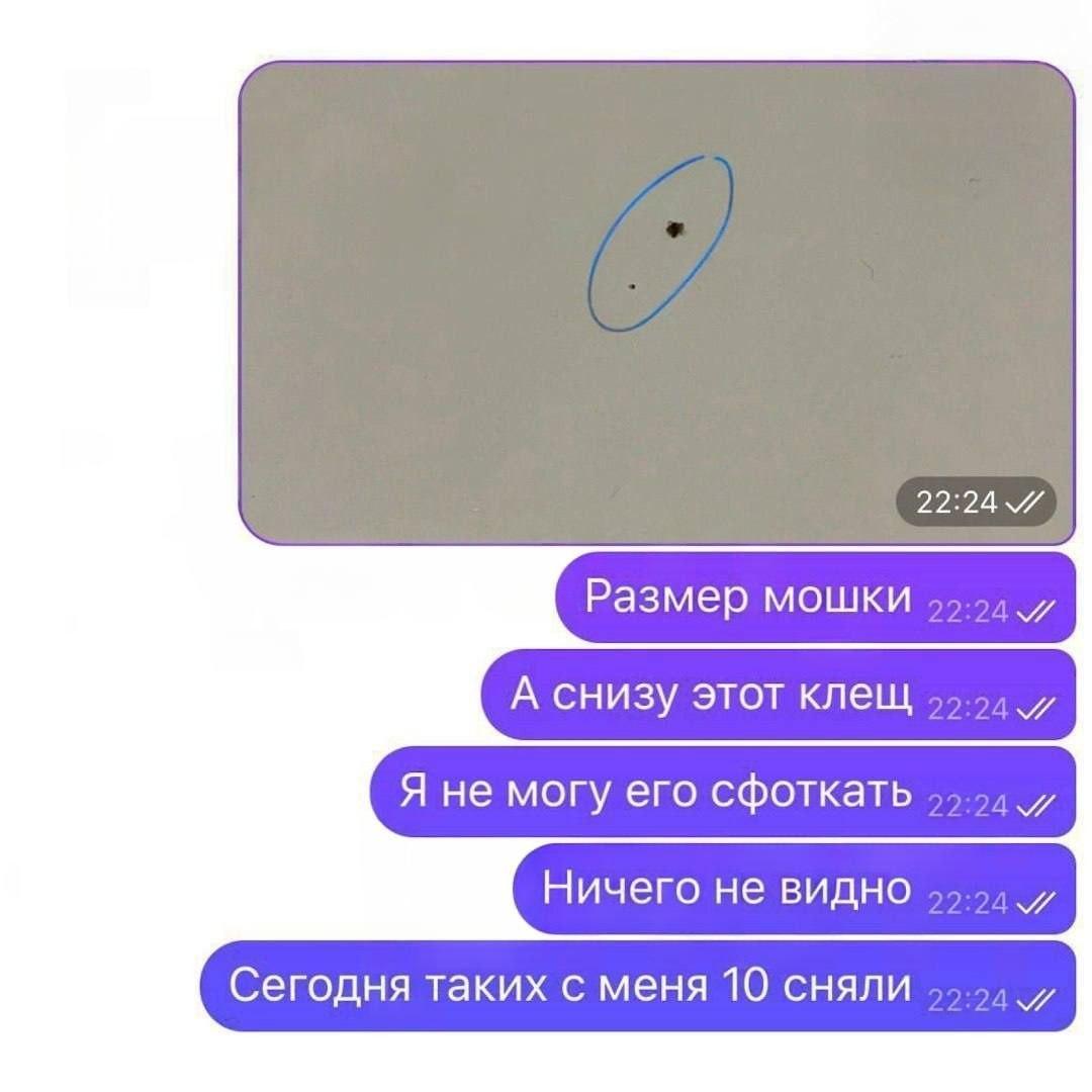 Россиян массово атакуют микроклещи.
