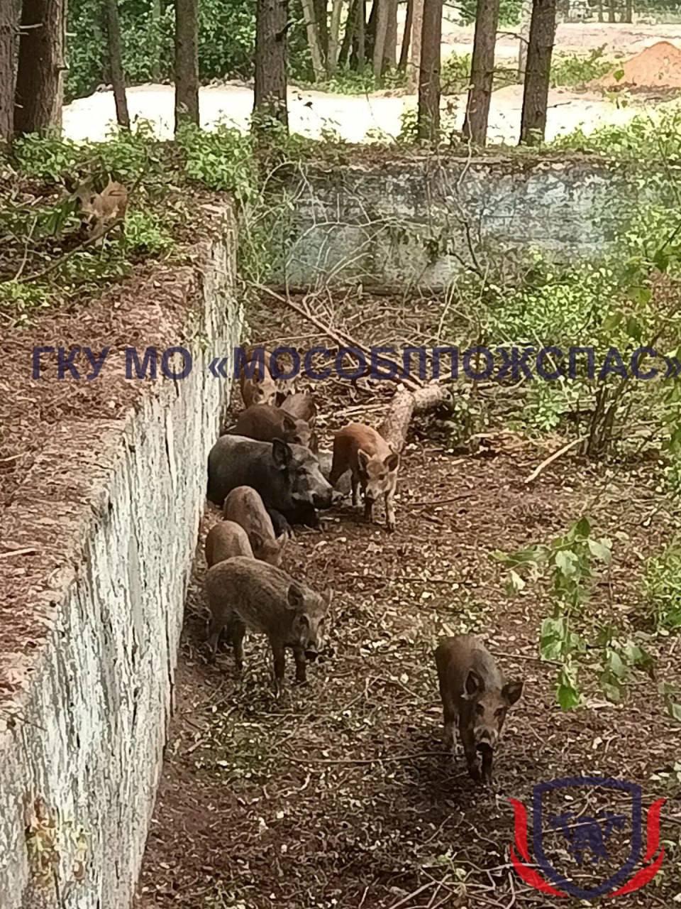 В Подмосковье на территории бывшего детского лагеря в бетонную западню попала...