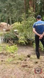 В Подмосковье на территории бывшего детского лагеря в бетонную западню попала...