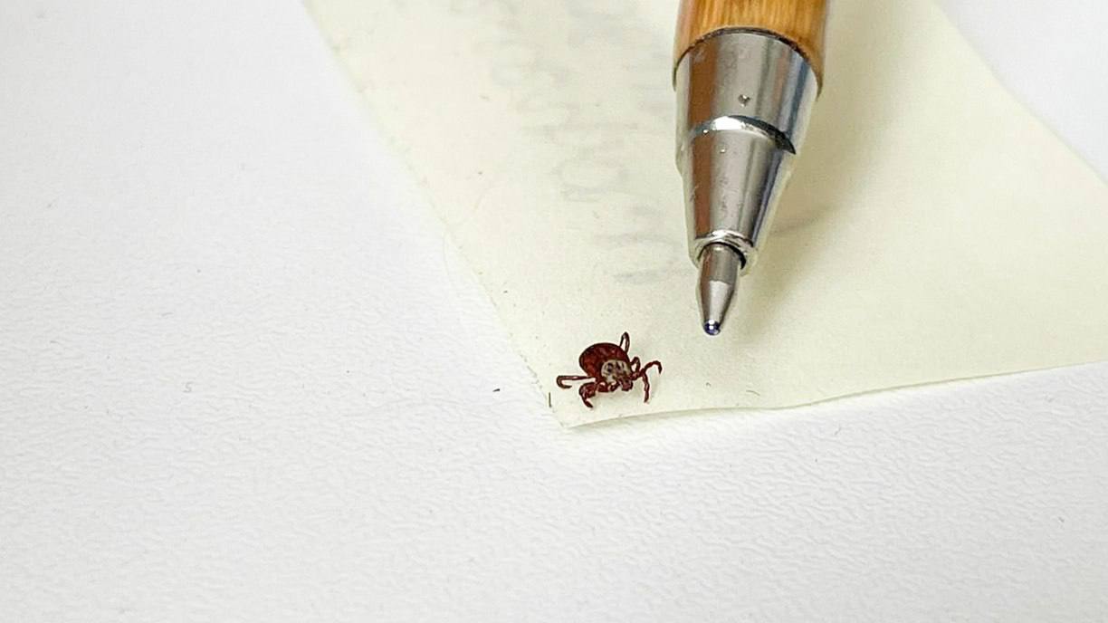 Клещи стали меньше нападать на жителей Красноярского края. Все из-за аномальной жары.