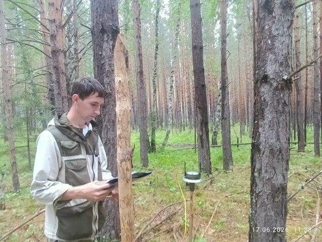 После вырубки — под проверку: лесничие контролируют состояние лесосек...