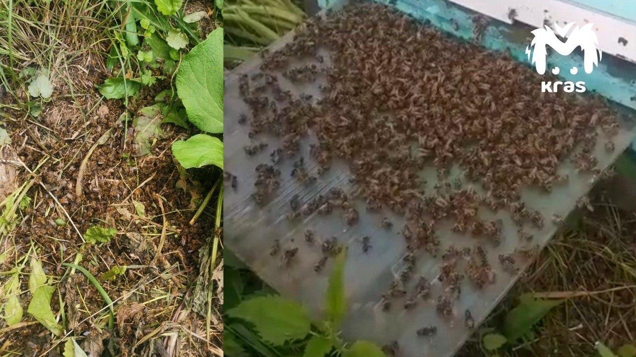 20 миллионов пчёл погибли в Красноярском крае. Люди уверены, что это...