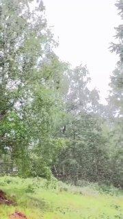 И света белого не видно. Тучи гнуса засняли на видео в якутской тайге