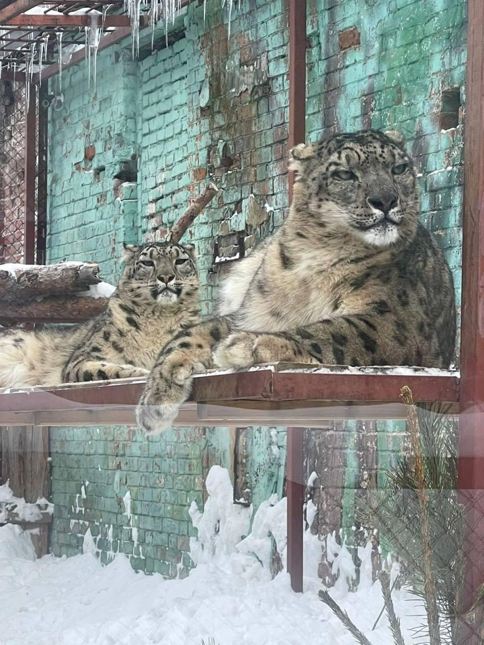Что за милые пушистые комочки! Спасённая в Красноярском крае самка снежного...