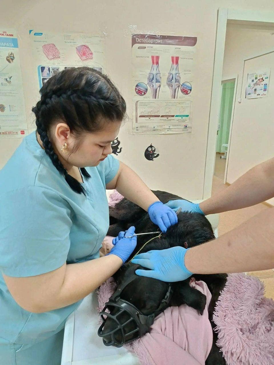 Мужик в пьяном угаре пытался до смерти забить собаку в Железногорске-Илимском.