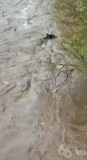Тонущего медвежонка заметили в реке под Североуральском