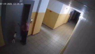 Девушка в Тулуне раскручивала кошку на поводке и била её об стены. В соцсетях...