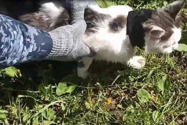 Кота-наркокурьера задержали в Нижегородской области.