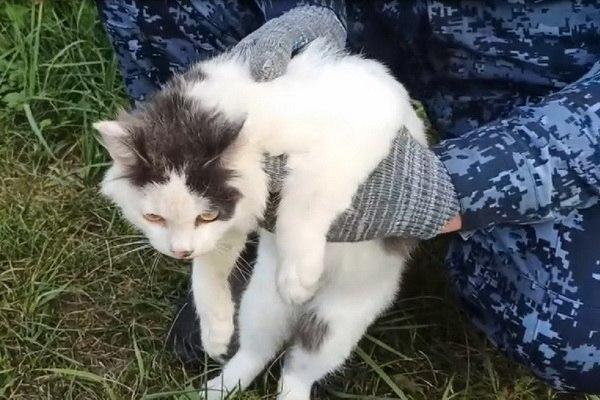 Кота-наркокурьера задержали в Нижегородской области.