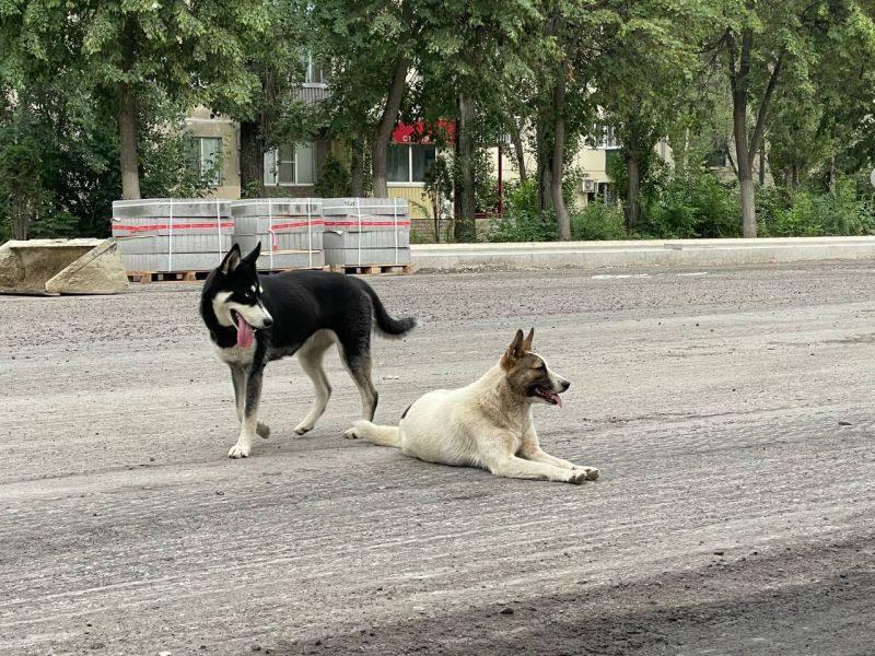 В Навле школьника покусала бродячая собака