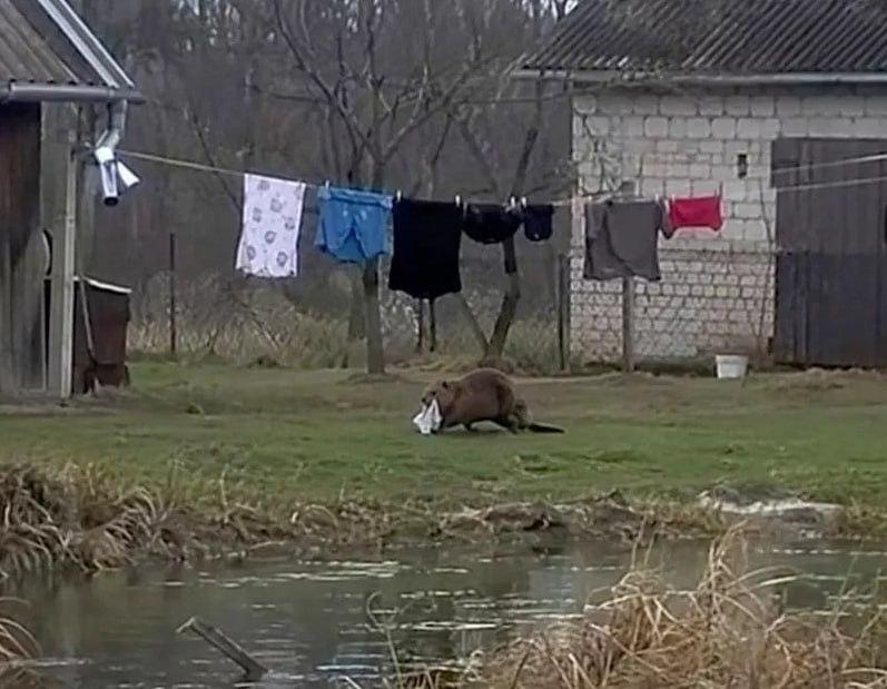 Бобр украл у поляка трусы.