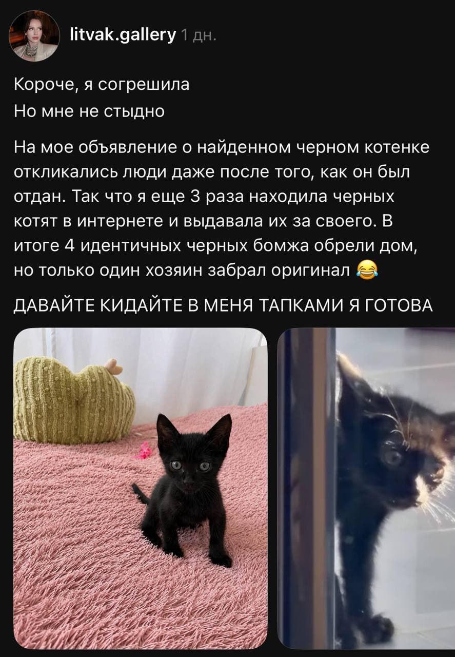 Девушка выдала четырех черных котят за одного и того же — все они нашли дом