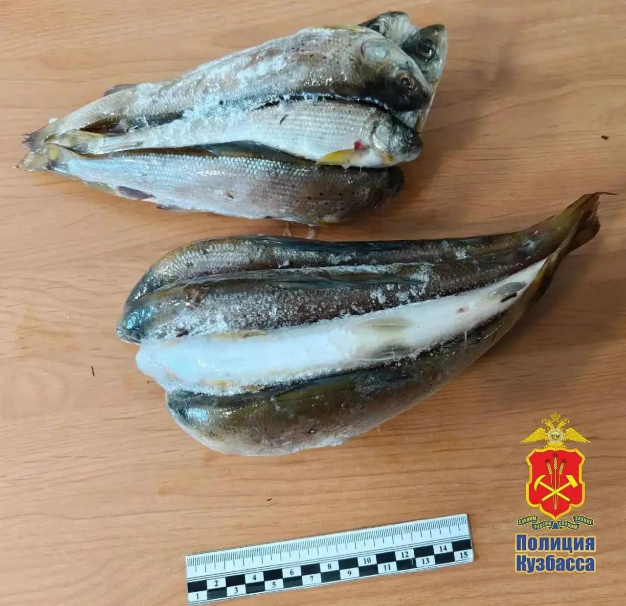 В Междуреченске двум рыбакам грозит до двух лет колонии за незаконный вылов хариуса в заказнике