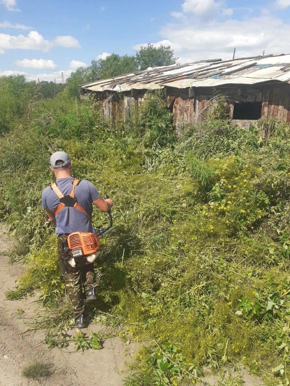 В Красноярском крае выявили 375 очагов дикорастущих наркосодержащих растений...