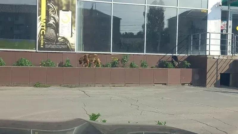 Вопрос по бездомным собакам снова становится актуальным в Ачинском округе...