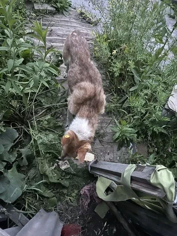 Вопрос по бездомным собакам снова становится актуальным в Ачинском округе...