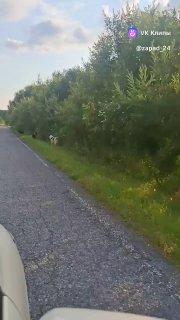 Вопрос по бездомным собакам снова становится актуальным в Ачинском округе...