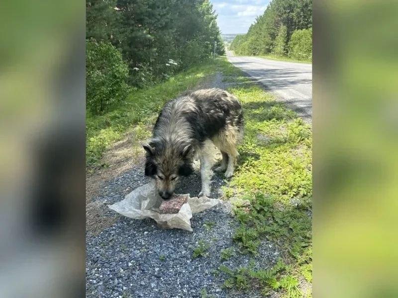 Вопрос по бездомным собакам снова становится актуальным в Ачинском округе...